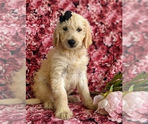 Goldendoodle Puppy for sale in CHRISTIANA, PA, USA