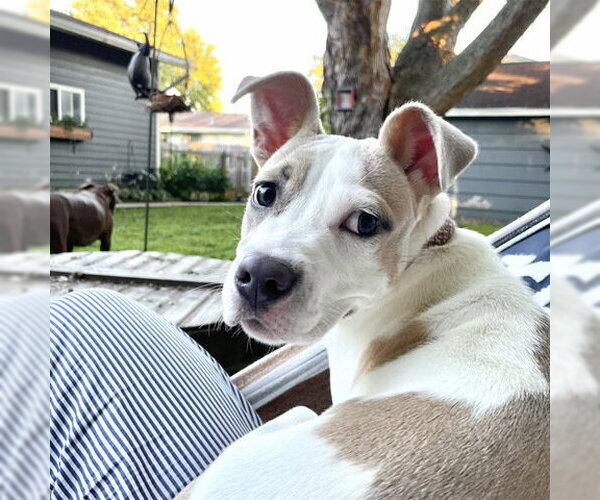Medium Photo #4 American Pit Bull Terrier-Unknown Mix Puppy For Sale in Andover, MN, USA