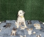 Puppy Raina Dalmatian