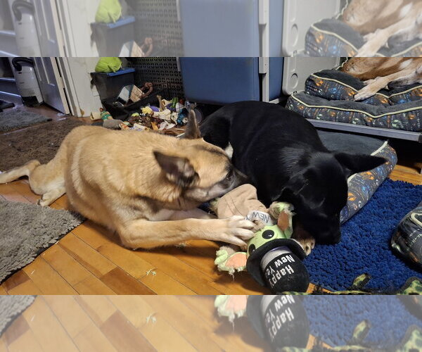 Medium Photo #37 German Shepherd Dog-Unknown Mix Puppy For Sale in Sebec, ME, USA
