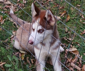 Siberian Husky Puppy for sale in PETERSBURG, NY, USA