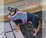 Small #6 Dachshund Mix