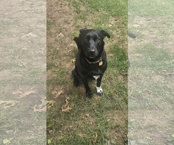 Medium Photo #13 Collie-Labrador Retriever Mix Puppy For Sale in McKinney, TX, USA