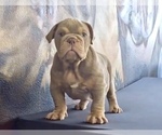 Small #12 English Bulldog