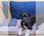 Small #13 Mutt