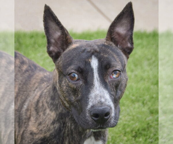 Medium Photo #6 American Staffordshire Terrier-Boston Terrier Mix Puppy For Sale in Huntley, IL, USA