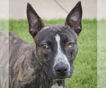 Small #5 American Staffordshire Terrier-Boston Terrier Mix