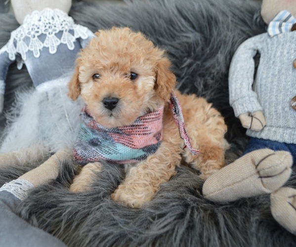 Medium Photo #4 Poodle (Miniature) Puppy For Sale in HONEY BROOK, PA, USA