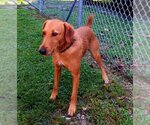Small Photo #4 Irish Terrier-Unknown Mix Puppy For Sale in Fairfax, VA, USA