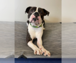 Small #9 Boxer