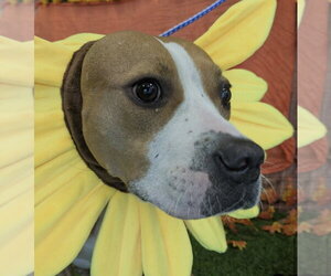Sequoia - Female Labrador Retriever-Unknown Mix Dog for Adoption - Photo #2