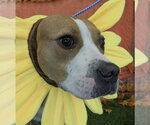 Small Photo #2 Labrador Retriever-Unknown Mix Puppy For Sale in The Woodlands, TX, USA