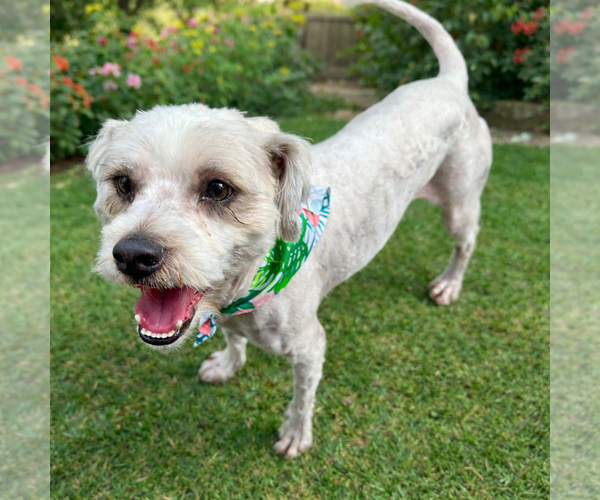 Medium Photo #1 Mutt Puppy For Sale in Menifee, CA, USA