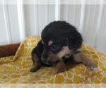 Small Photo #2 Aussie-Corgi Puppy For Sale in CANON CITY, CO, USA
