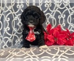 Small Photo #7 Cocker Spaniel-Poodle (Miniature) Mix Puppy For Sale in LAKELAND, FL, USA