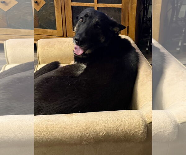 Medium Photo #5 German Shepherd Dog-Unknown Mix Puppy For Sale in Cliffwood, NJ, USA