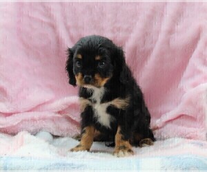 Cavalier King Charles Spaniel Puppy for sale in FREDERICKSBURG, OH, USA