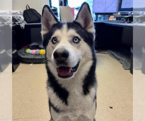Medium Photo #1 Siberian Husky Puppy For Sale in Olathe, KS, USA