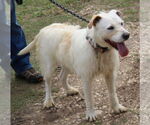 Small #2 Border Terrier Mix