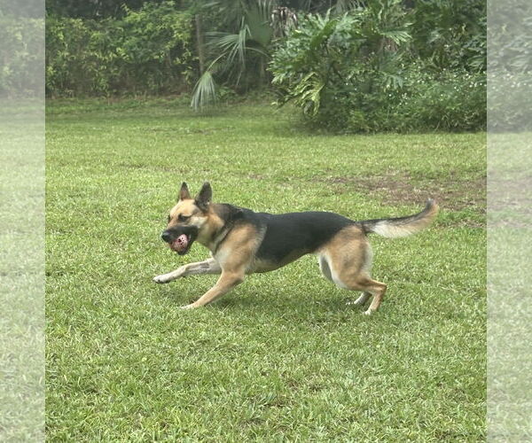 Medium Photo #4 German Shepherd Dog Puppy For Sale in Plantation, FL, USA