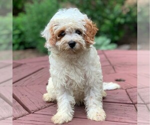 Cavapoo Puppy for sale in NEWPORT, PA, USA