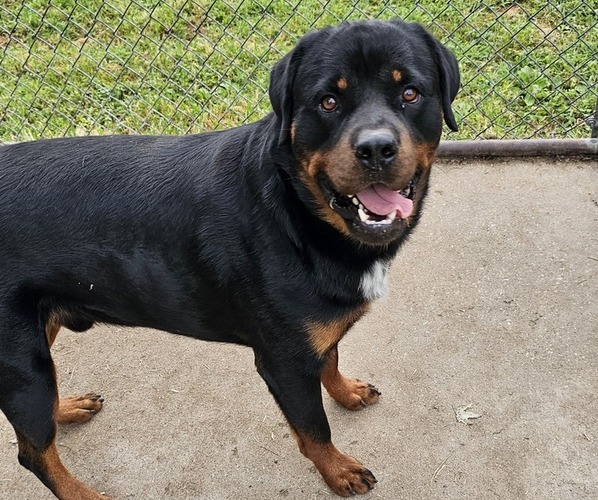 Medium Photo #1 Rottweiler Puppy For Sale in WAVERLY, MO, USA