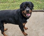 Small Photo #1 Rottweiler Puppy For Sale in WAVERLY, MO, USA