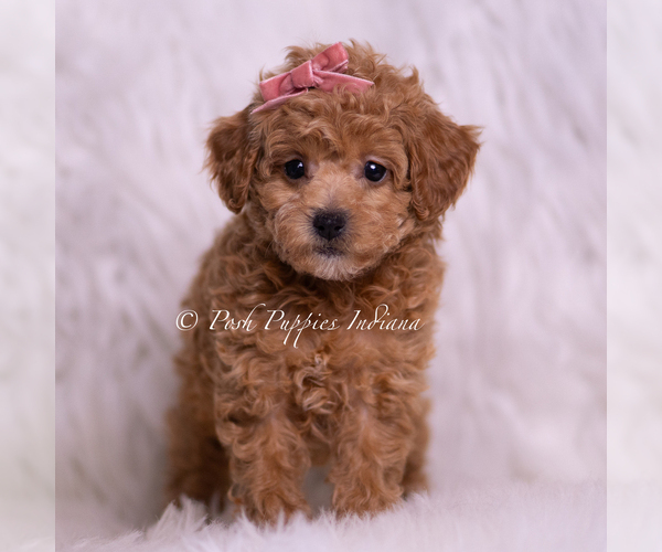 Medium Photo #3 Poodle (Miniature) Puppy For Sale in WARSAW, IN, USA
