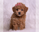 Small #2 Poodle (Miniature)