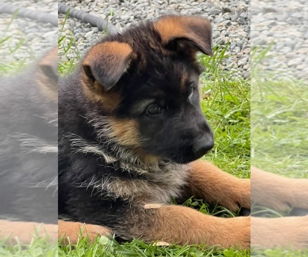 Medium Photo #7 German Shepherd Dog Puppy For Sale in FEDERAL WAY, WA, USA