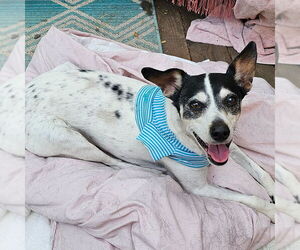 Jax (WA) - Male Rat Terrier Dog for Adoption - Photo #5