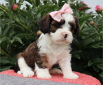 Small #2 Cava-Tzu