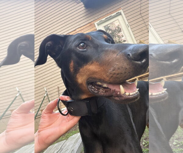 Medium Photo #1 Doberman Pinscher Puppy For Sale in Minneaoplis, MN, USA