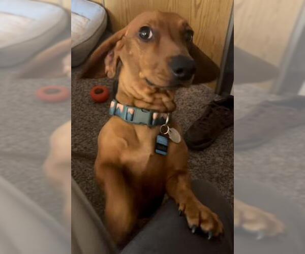 Medium Photo #2 Dachshund Puppy For Sale in Los Angeles, CA, USA