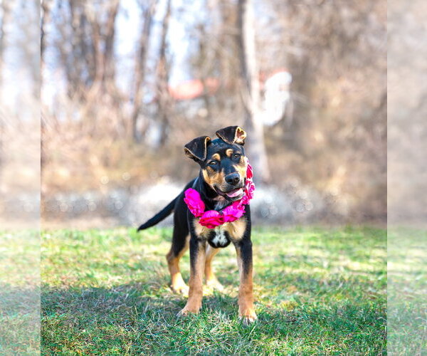 Medium Photo #5 Mutt Puppy For Sale in Unionville, PA, USA