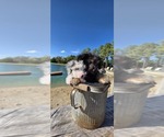 Pup Pup - Male Aussiedoodle Toy Puppy for Sale - Small photo