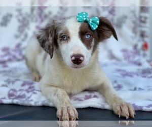 Australian Shepherd Puppy for sale in LAKELAND, FL, USA