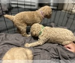 Small Photo #2 Aussiedoodle Puppy For Sale in HARTSVILLE, SC, USA