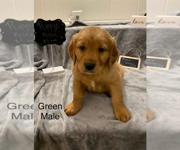 Medium Photo #10 Golden Retriever Puppy For Sale in MOLINE, IL, USA