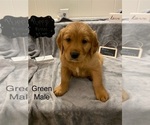 Small Photo #10 Golden Retriever Puppy For Sale in MOLINE, IL, USA