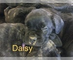 Small Photo #2 Cane Corso Puppy For Sale in GULLIVER, MI, USA