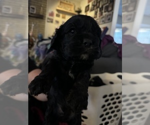 Cocker Spaniel Puppy for sale in CASPER, WY, USA