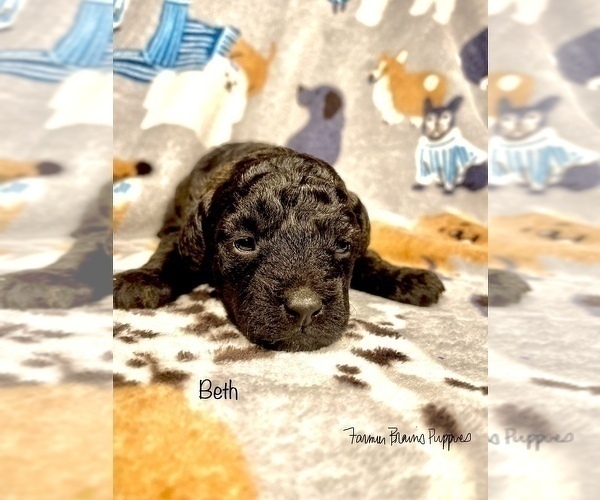 Medium Photo #3 Poodle (Miniature) Puppy For Sale in SEDALIA, MO, USA