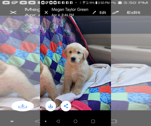 Golden Retriever Puppy for sale in CROUSE, NC, USA