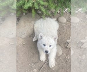Swiss Shepherd-Timber Wolf Mix Puppy for Sale in MAD RIVER, California USA