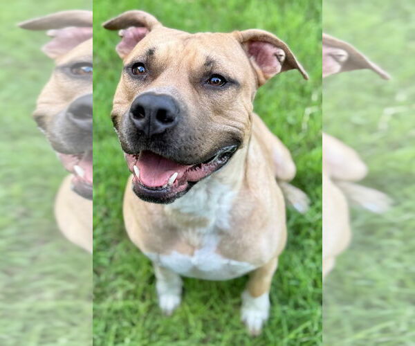 Medium Photo #6 American Pit Bull Terrier Puppy For Sale in Great Bend, KS, USA