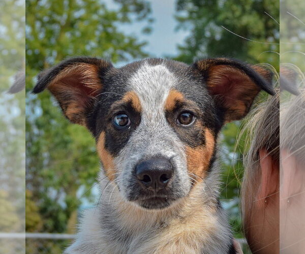 Medium Photo #6 Beagle-Red Heeler Mix Puppy For Sale in Huntley, IL, USA