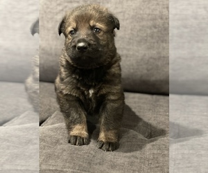 German Shepherd Dog Puppy for sale in JEFFERSON, OR, USA