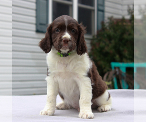 English Springer Spaniel Puppy for sale in GORDONVILLE, PA, USA