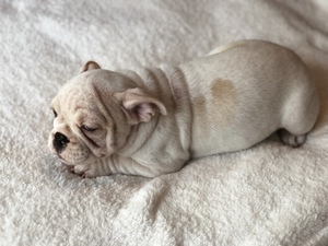 French Bulldog Puppy for sale in CHARLESTON, SC, USA